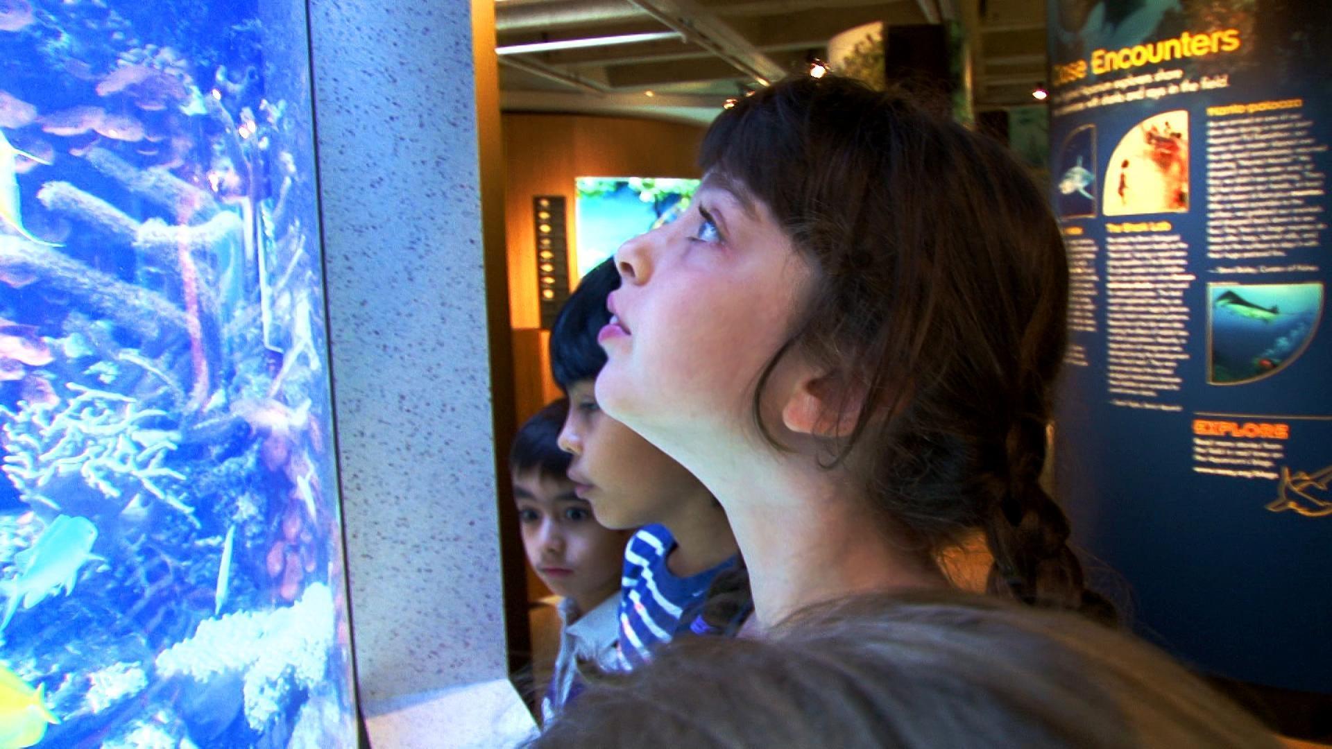 Plum wants to find out how underwater animals hide from predators.